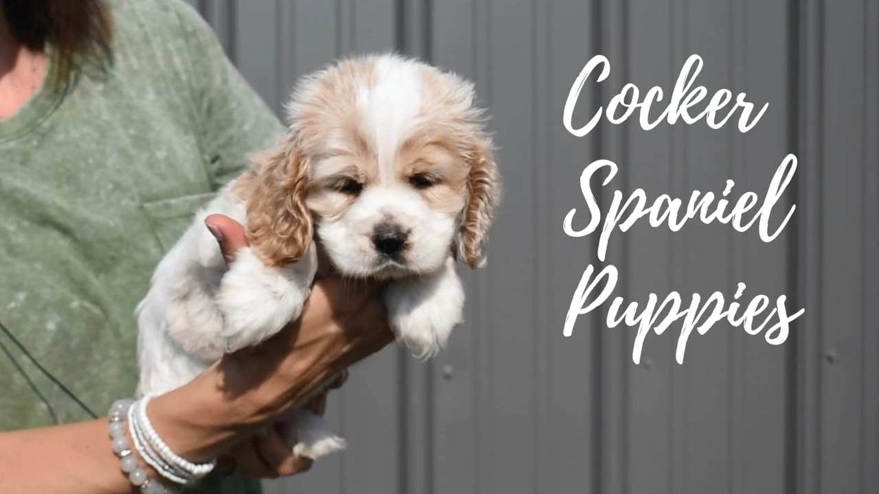 A group of Cocker Spaniel puppies