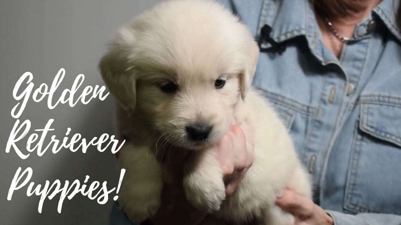 A group of Golden Retriever puppies