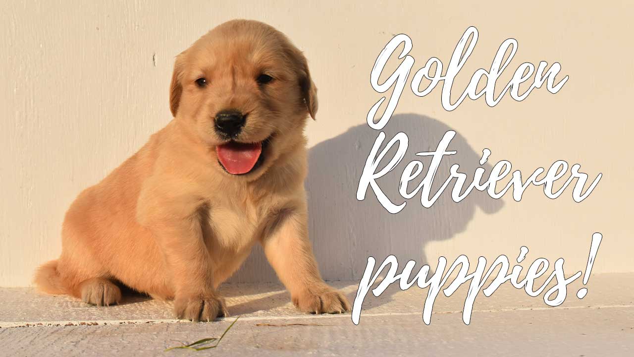 A group of Golden Retriever puppies