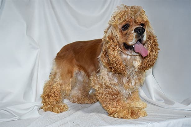 Cocker Spaniel male