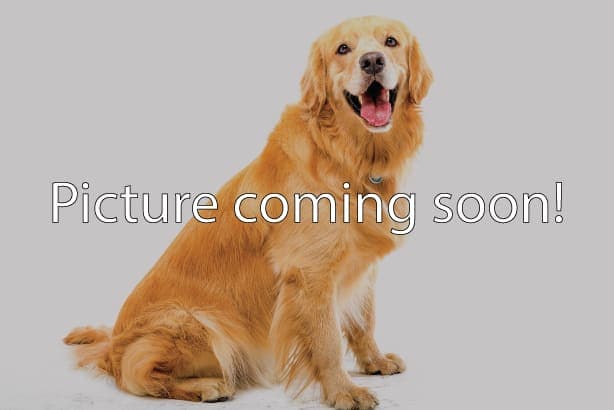 Golden Retriever female