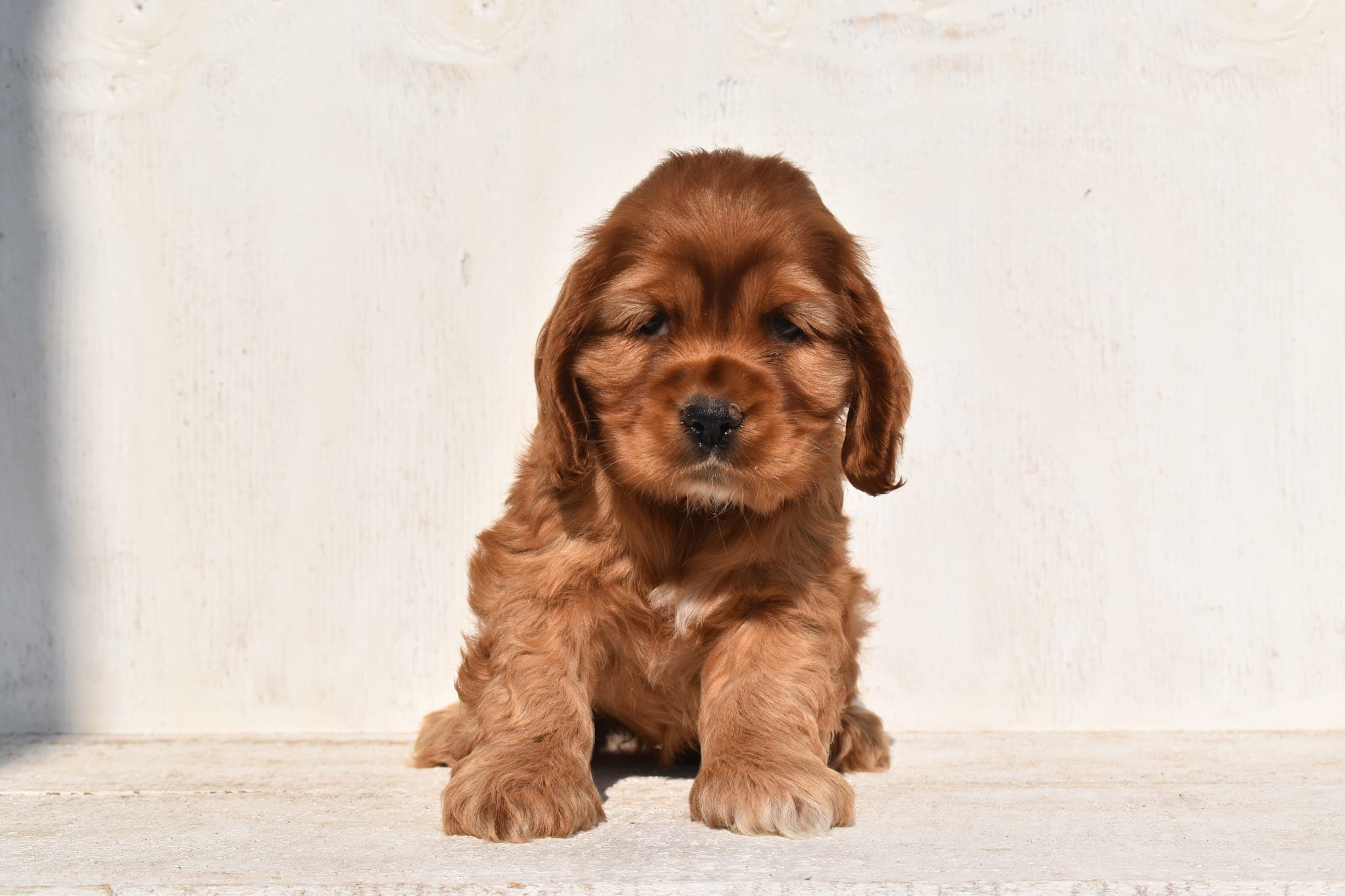 Cocker Spaniel puppy