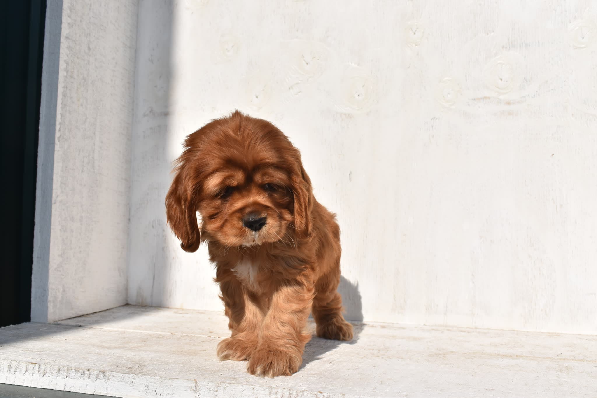 Cocker Spaniel puppy