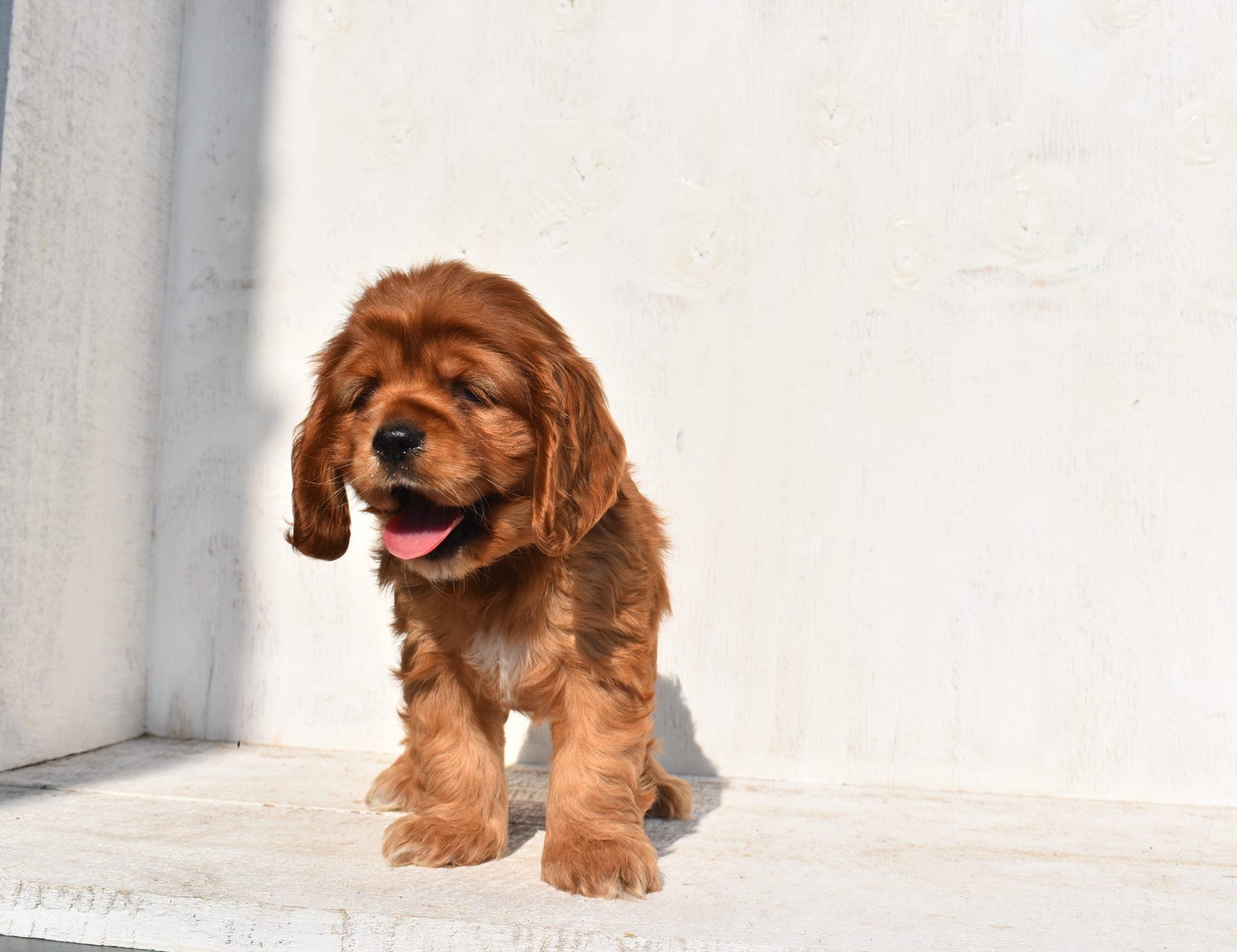 Cocker Spaniel puppy