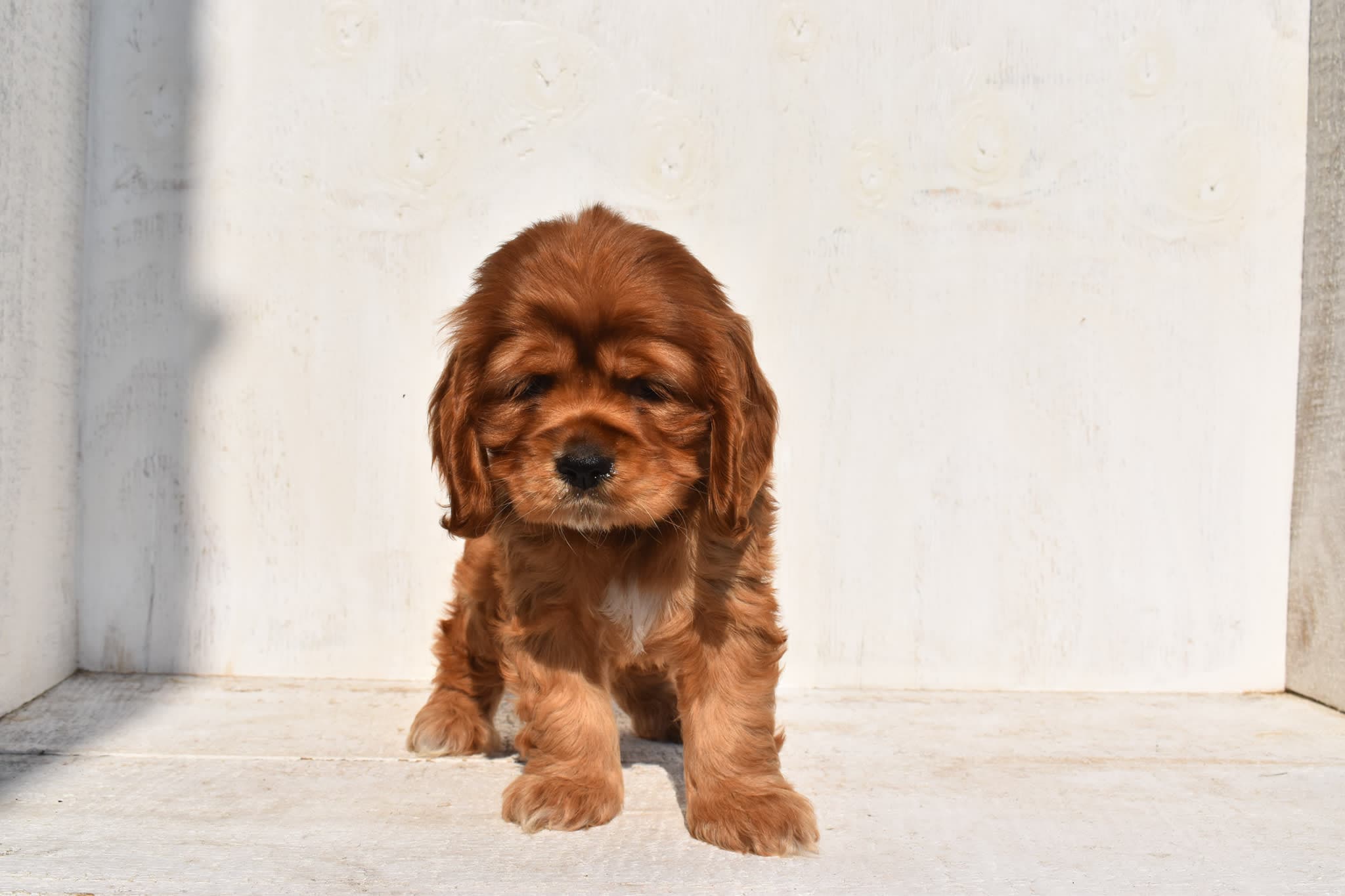 Cocker Spaniel puppy