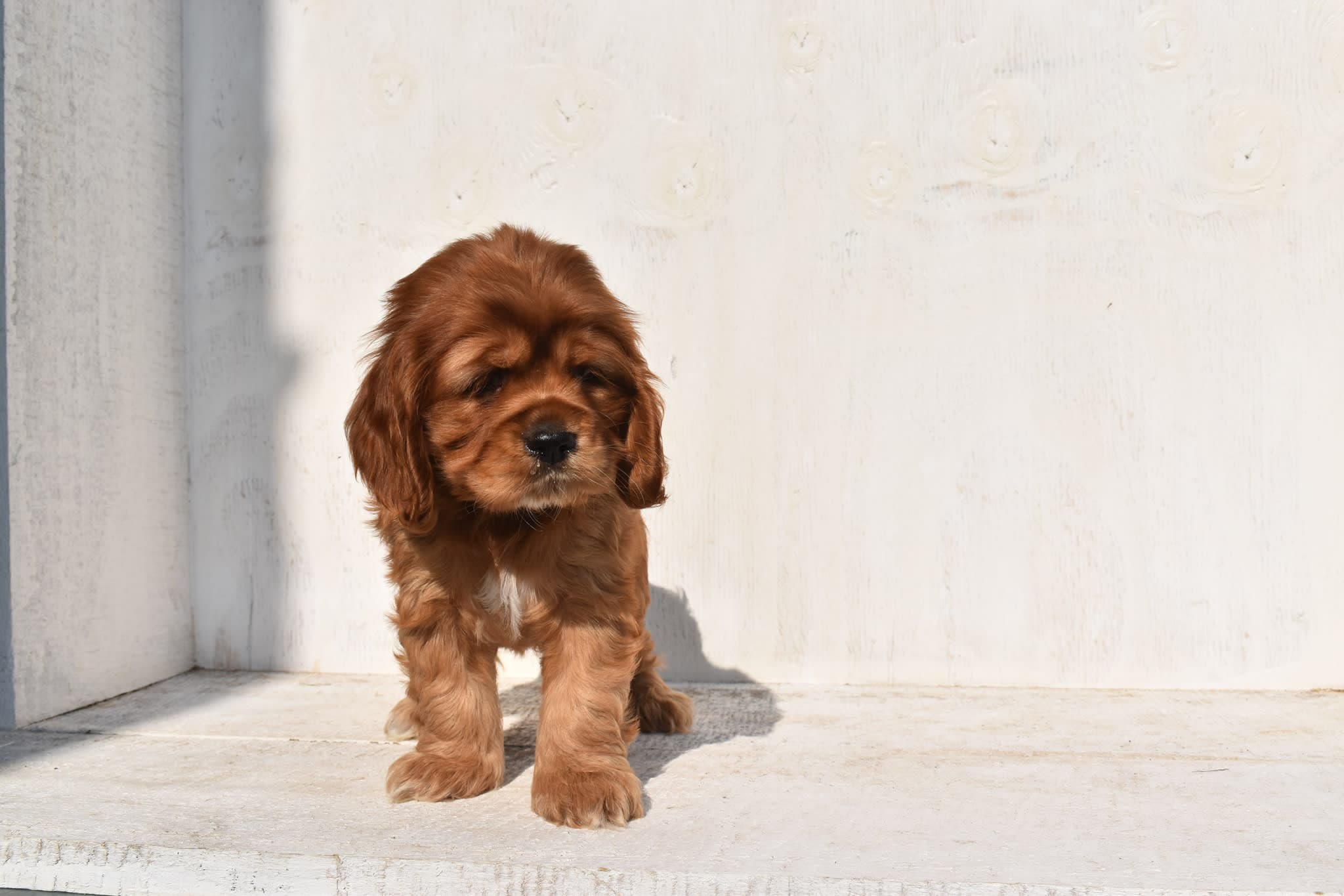 Cocker Spaniel puppy