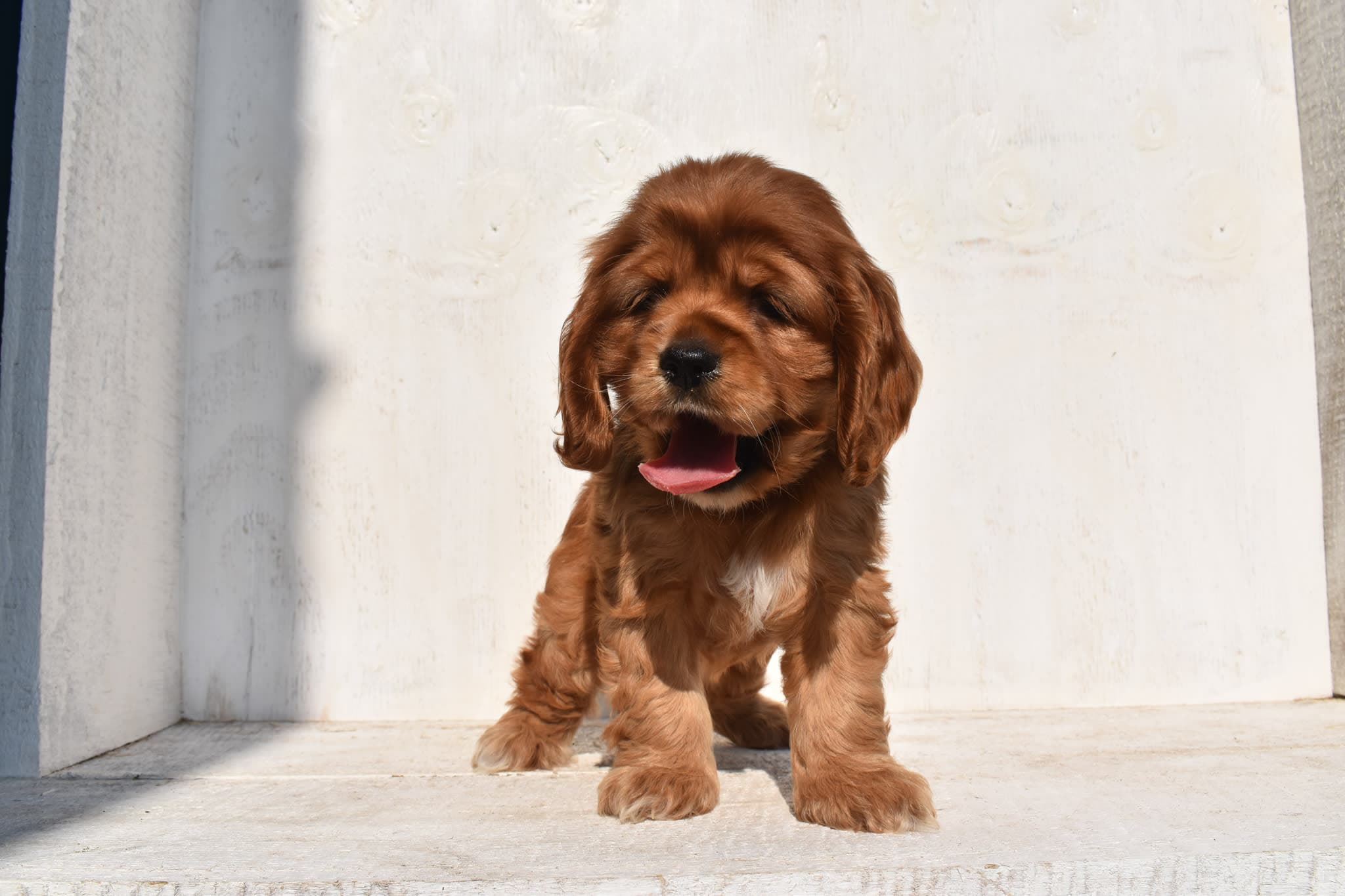 Cocker Spaniel puppy