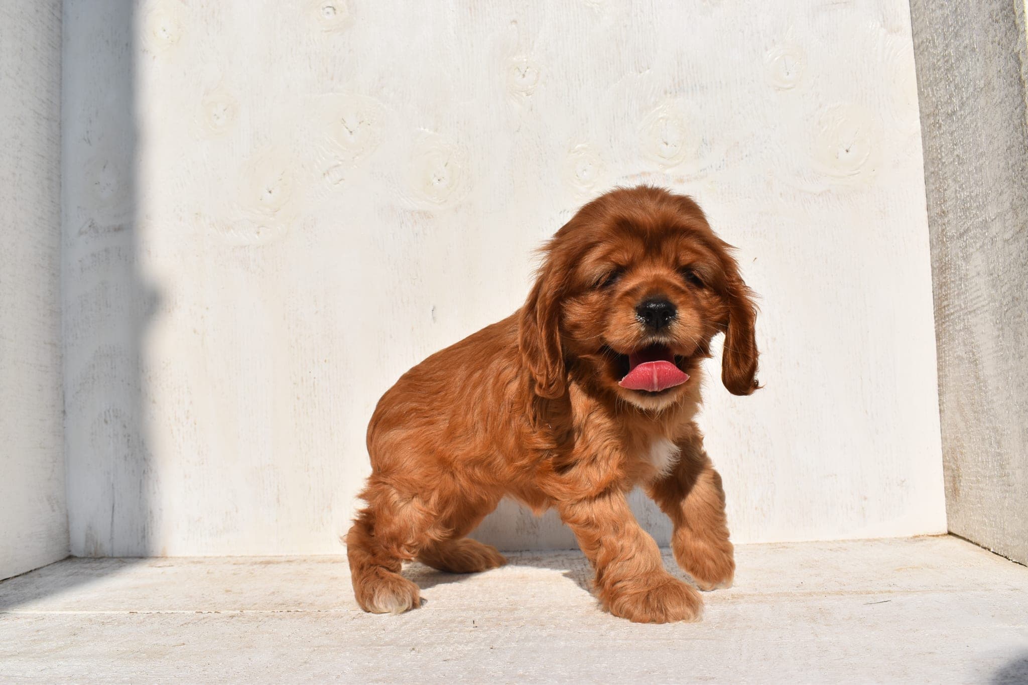 Cocker Spaniel puppy