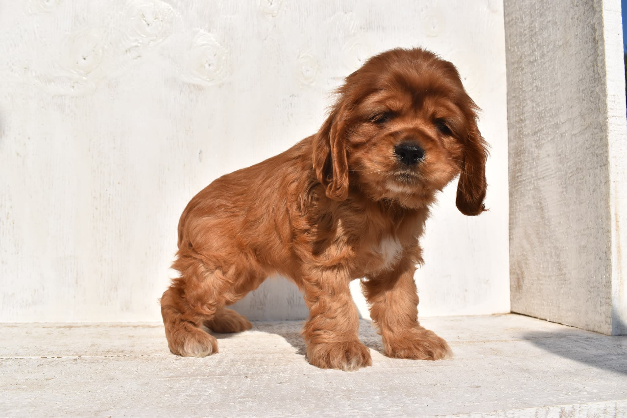 Cocker Spaniel puppy