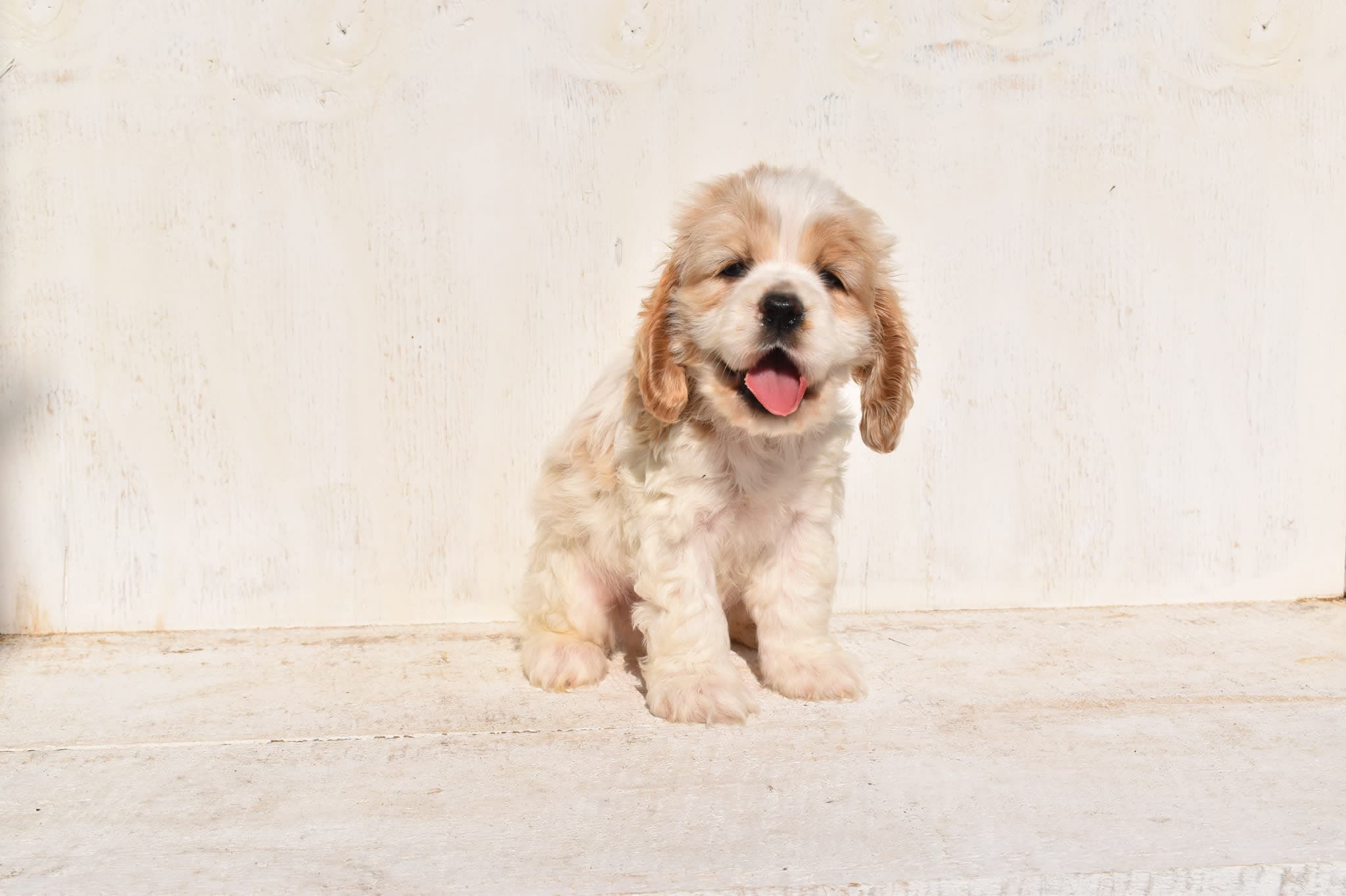 Cocker Spaniel puppy