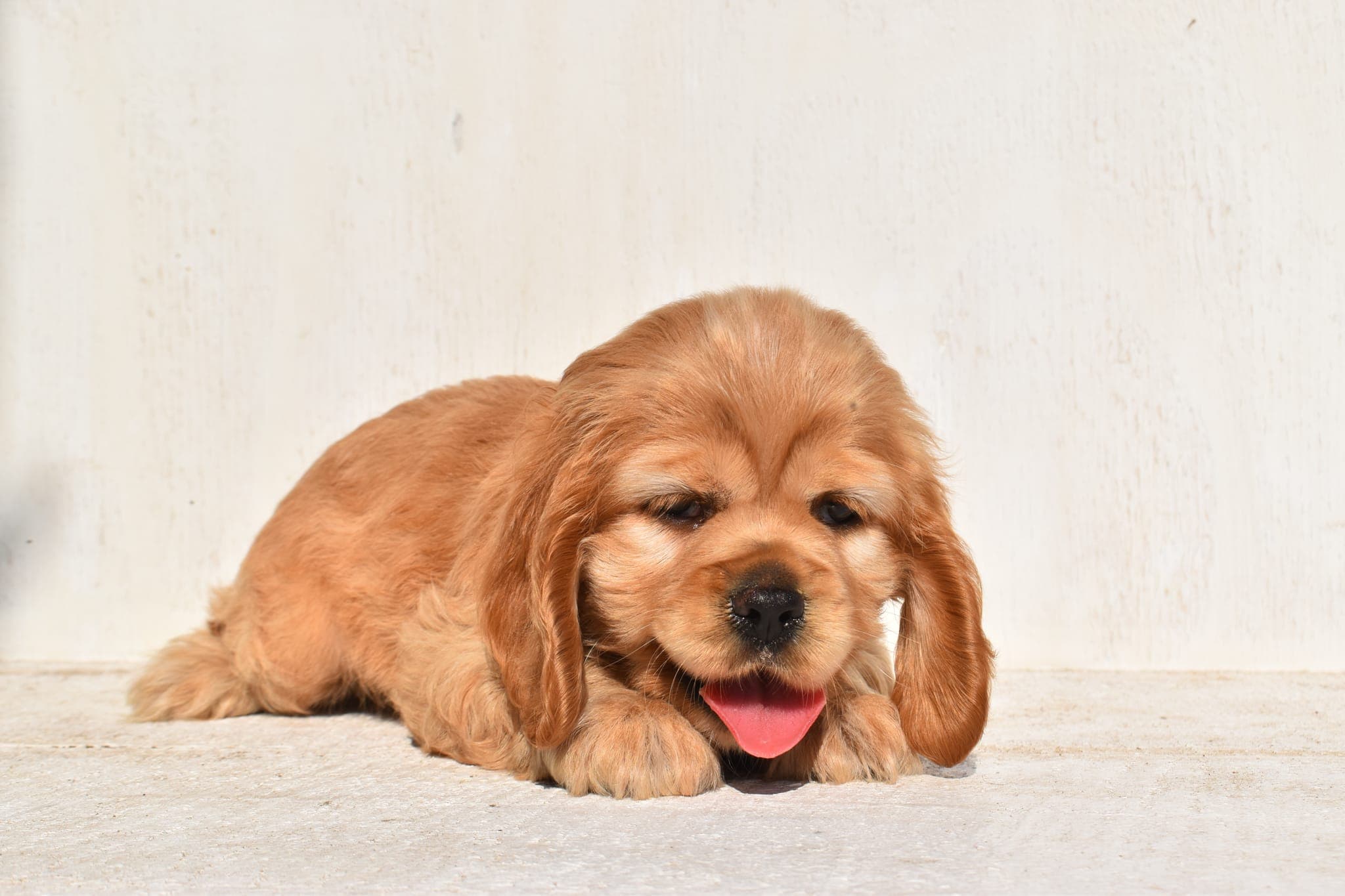 Cocker Spaniel puppy