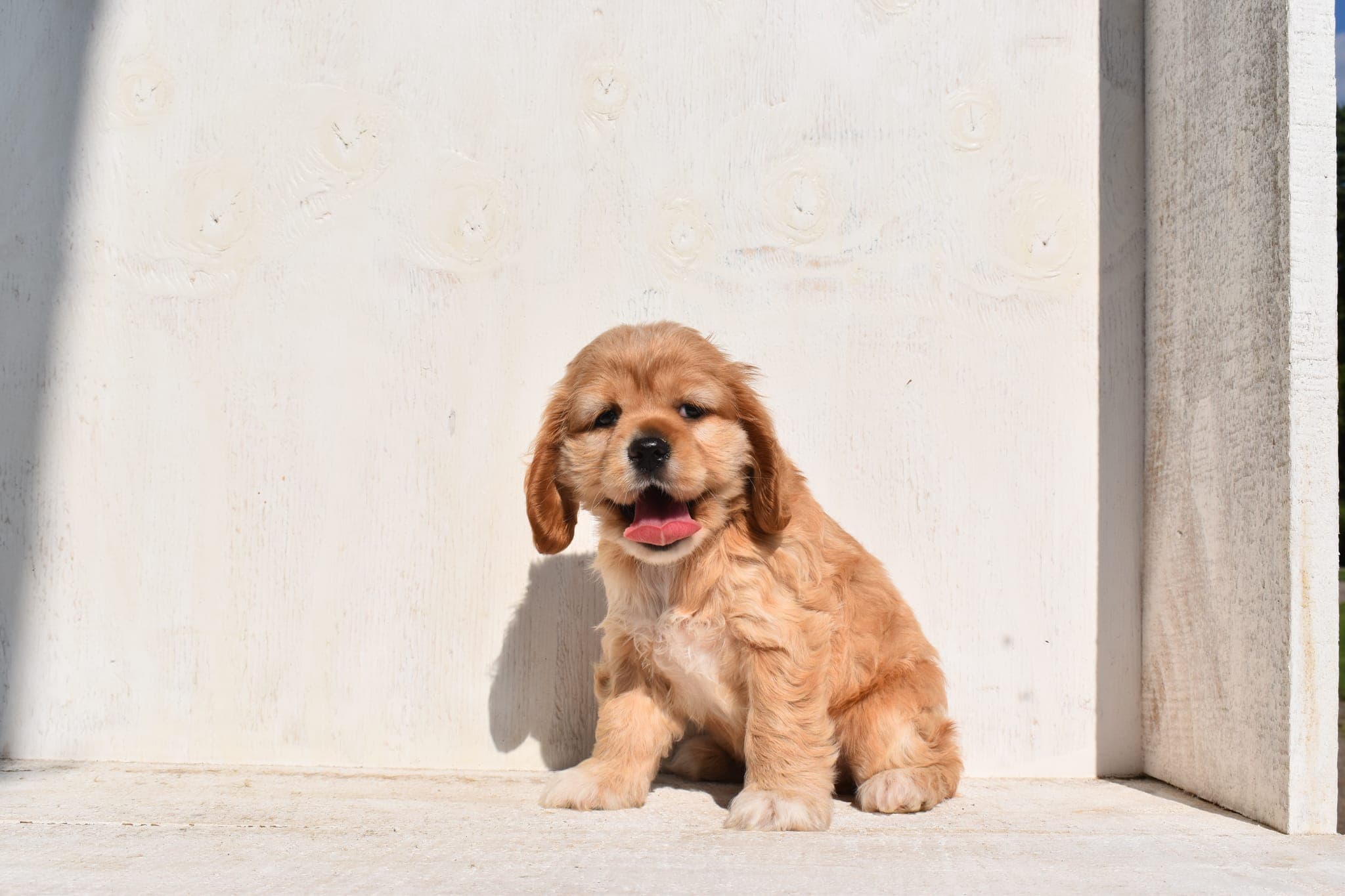 Cocker Spaniel puppy