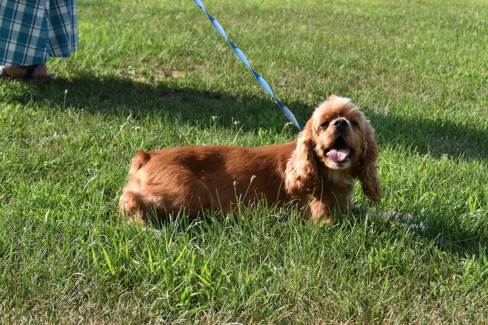Cocker Spaniel female