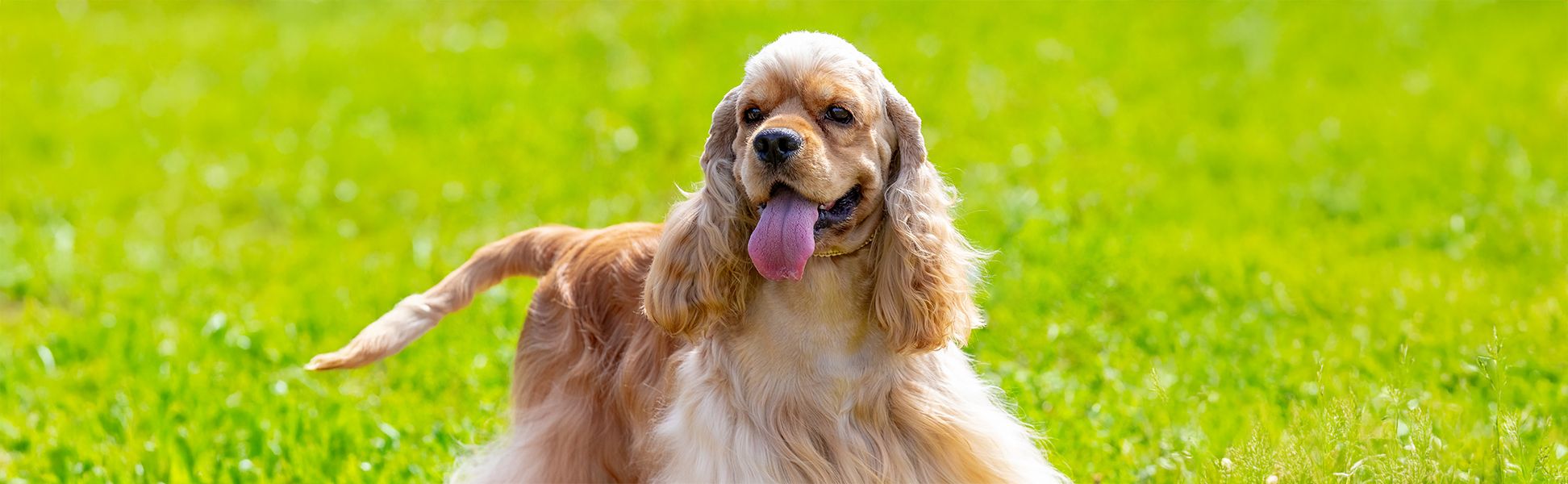 A Cocker Spaniel puppy for sale in Sheridan MI
